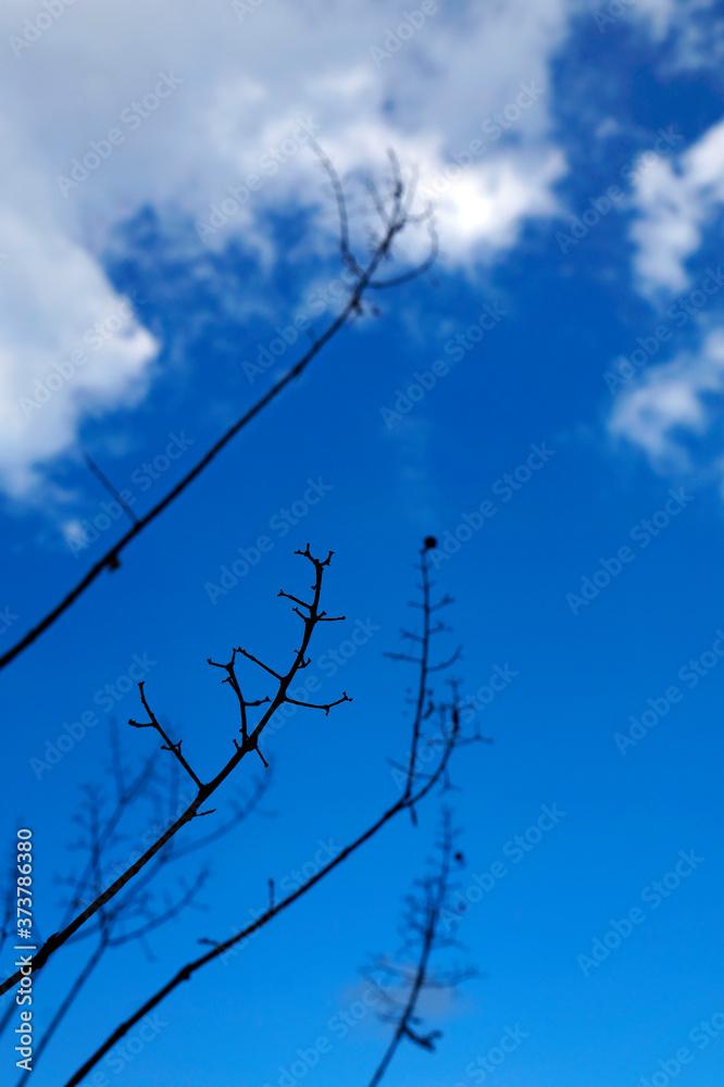 Obraz premium Small branches and blue sky at the winter