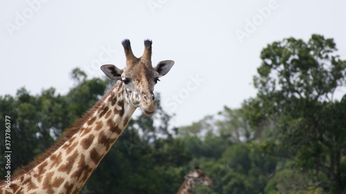 Giraffes migrating to green lands 