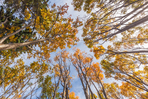 Canada, Nova Scotia, Walton. Trees in autumn. photo