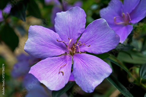 Silverleafed Princess flowers (Tibouchina Mutabilis) photo