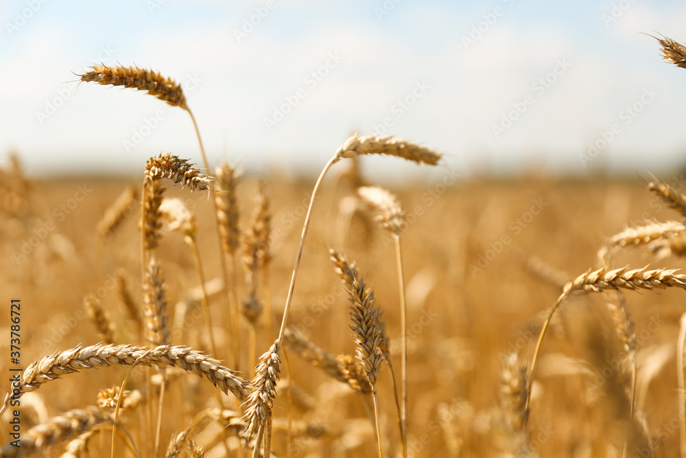 Obraz premium golden ears of wheat background. 