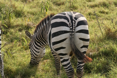 Zebras migrating to green lands

