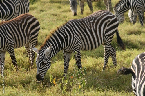 Zebras migrating to green lands


