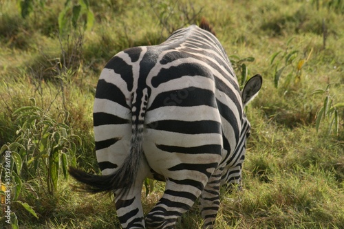 Zebras migrating to green lands


