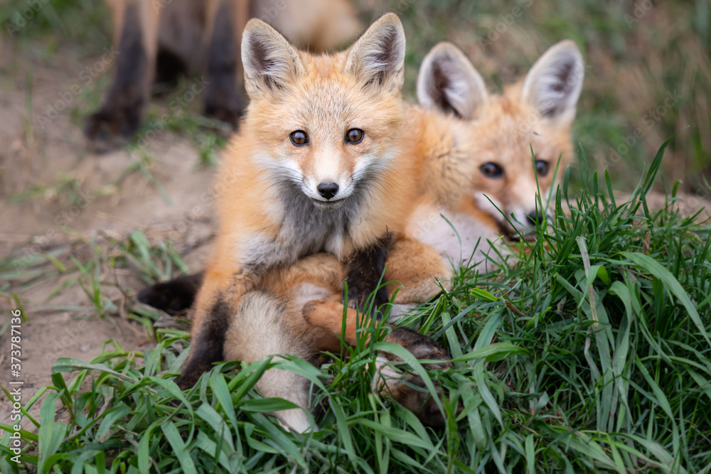 Red fox kits in the wild Red fox kits in the wild