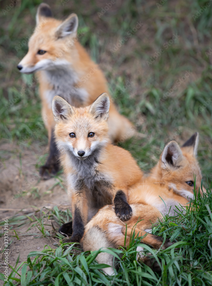 Red fox kits in the wild Red fox kits in the wild