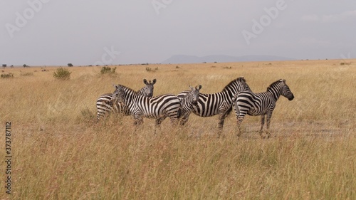 Zebras migrating to green lands  