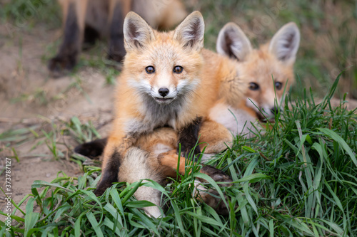 Red fox kits in the wild © Jillian
