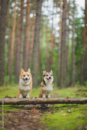 two Welsh corgi pembroke dogs happy in a forest