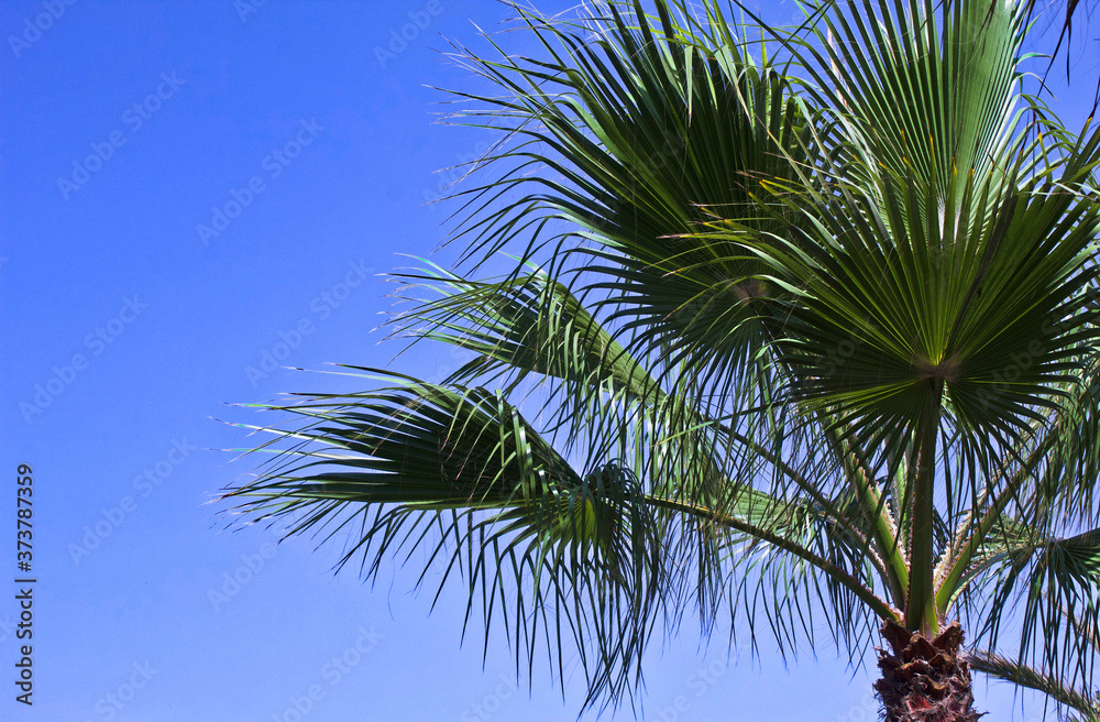 Palmtree Palmtree