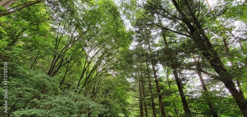 trees in the forest