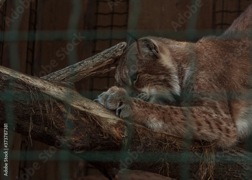 feline family lynx animal sharpen nails
