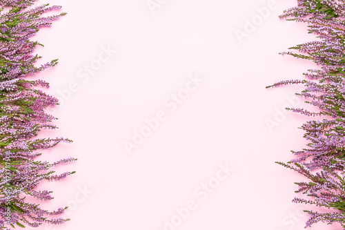 A border of Pink Common Heather flowers on a pink backdrop. Copy space for text, top view.