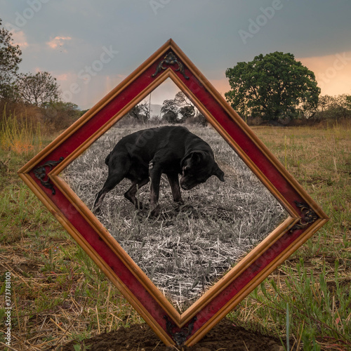 Perro rottweiler jugando al aire libre enmarcado como un cuadro viejo