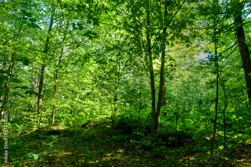 Walking at Des Roches PArk