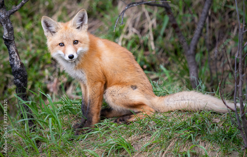 Fototapeta premium Red fox kits in the wild