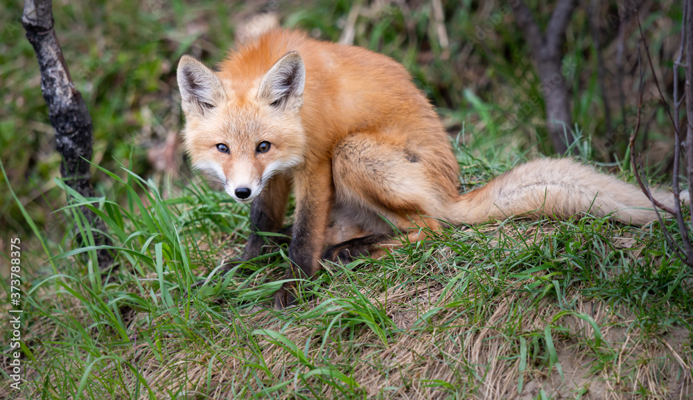 Red fox kits in the wild Red fox kits in the wild