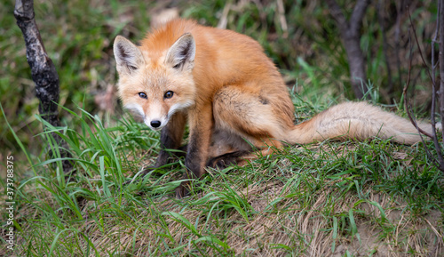 Fototapeta Naklejka Na Ścianę i Meble -  Red fox kits in the wild
