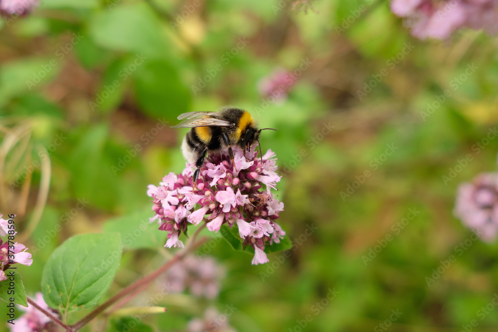 Big bumblebee pollinates flower in summer Big bumblebee pollinates flower in summer