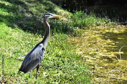 Blue Heron