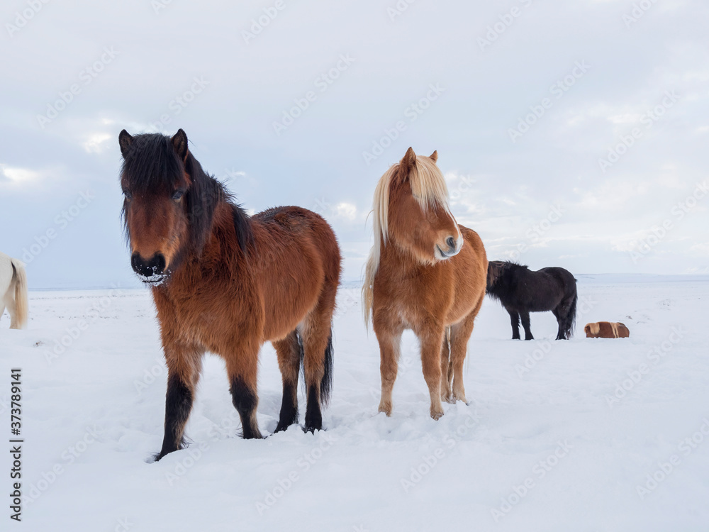 Icelandic Horse in fresh snow. Traditional breed for Iceland and traces