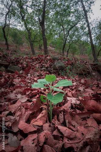 Retoño de planta en medio de la hojarasca del bosque