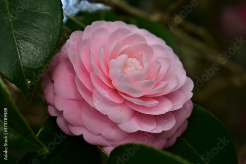 Pink Camelia