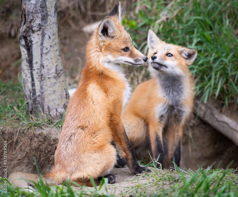 Obraz premium Red fox kits in the wild