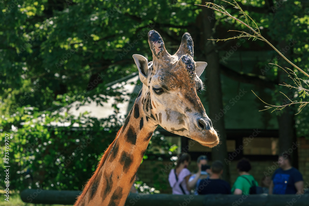 Fototapeta premium Rothschildi giraffe long neck animal