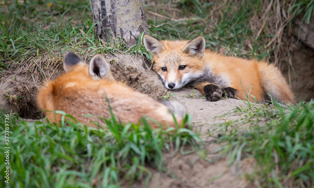 Red fox kits in the wild