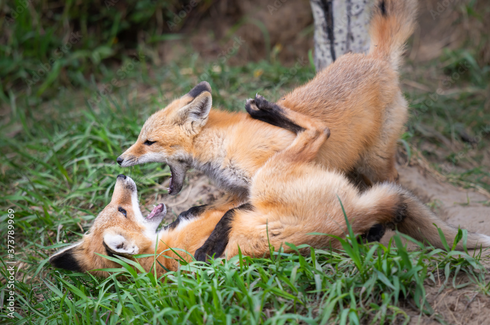 Red fox kits in the wild Red fox kits in the wild