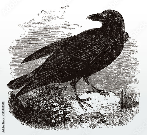 Common raven, corvus corax in side view standing on a stone and looking back, after an antique illustration from the 19th century