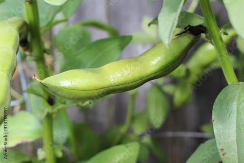 Fava bean pod growing in a pot in the garden