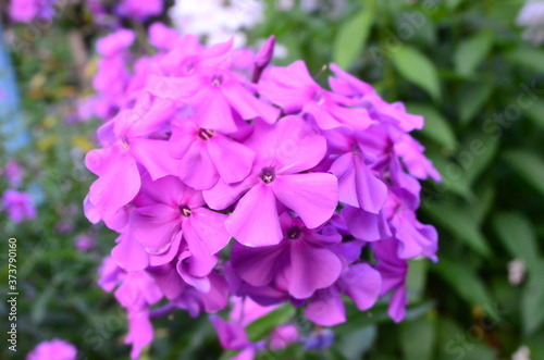 The Phlox paniculata in the macro effect