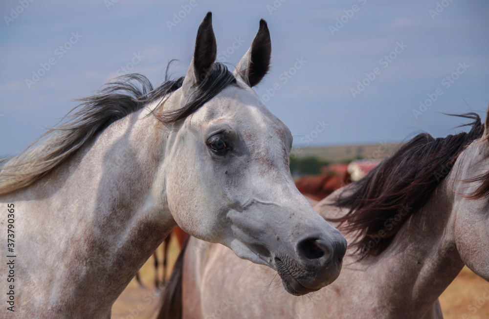 Arabian horse portrait against the background of blue sky.