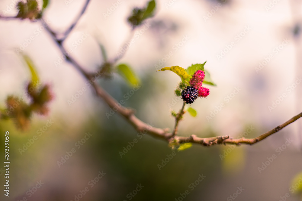 Blackberry growing on the tree branch close up faded look Blackberry growing on the tree branch close up faded look