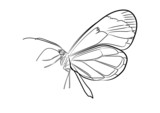 Vector butterfly line art. Fully editable. Cute  illustration on white background. Ready for print. Can be used for coloring book, sticker, poster, print, fabric, textile