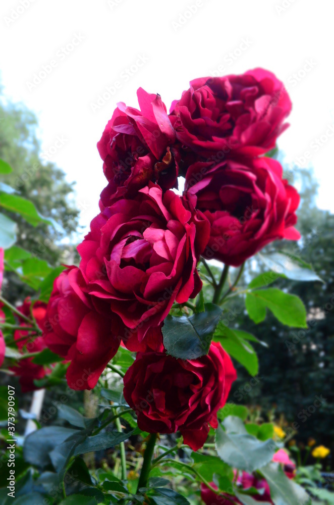 Branch of a scarlet wattled rose Branch of a scarlet wattled rose