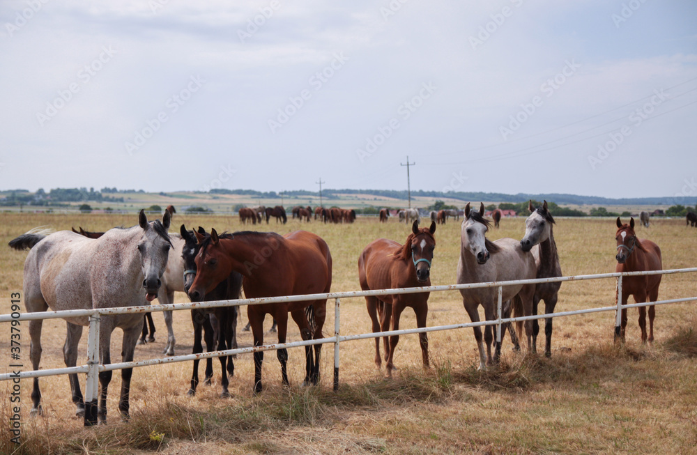 Arabian horses on a green pasture Arabian horses on a green pasture