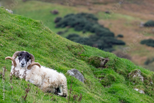 Lanard blackface ram on the Fanad Peninsula, Ireland photo