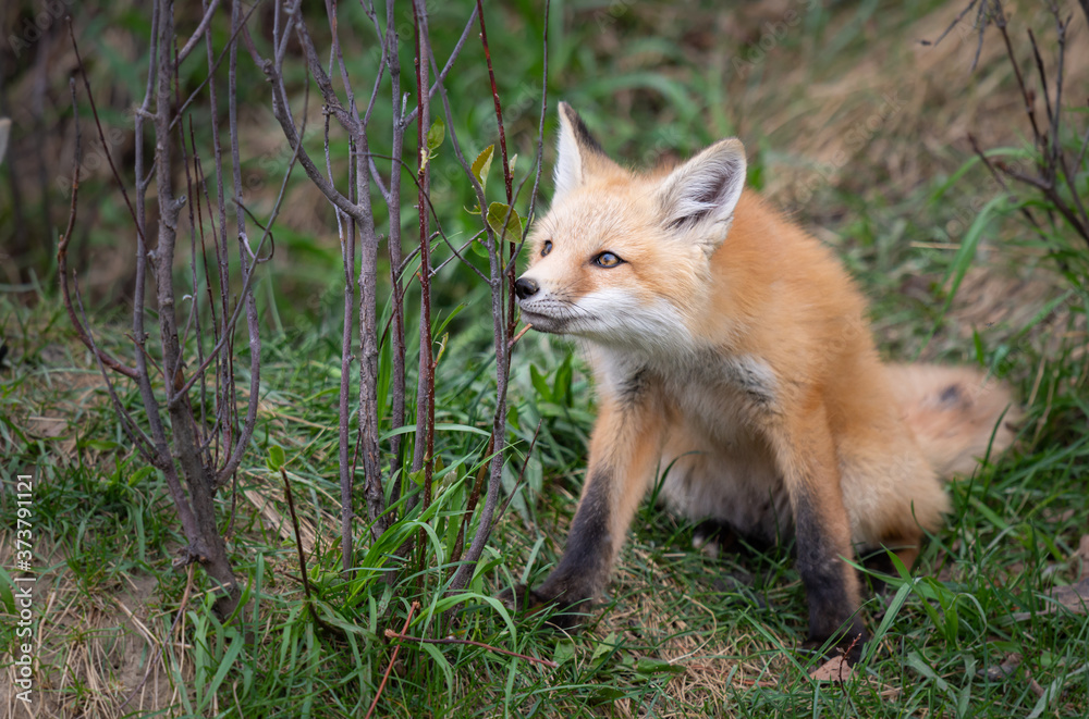 Red fox kits in the wild Red fox kits in the wild
