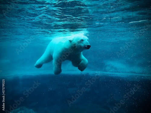 Vászonkép Polar Bear swimming in the water