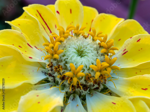 Gold Peppermint Stick Zinnia Very Close Up photo