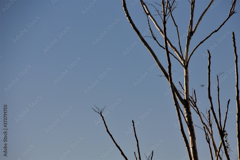 Obraz premium branches peeking out with a blue sky with sunset in the background