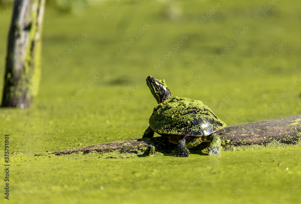 Fototapeta premium Painted Turtle basking with a hat made of duckweed from the surrounding pond