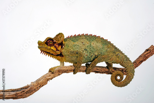 Helmeted chameleon / Helmchamäleon (Trioceros hoehnelii) photo