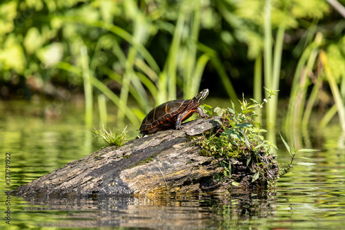 Painted Turtle climbing a log to find a basking spot in the sun