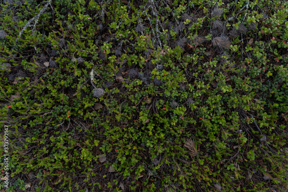 Close up of curly green moss on russian north, top view, macro shot
