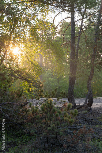 Scenic beautiful photo of russian nature: sun shining through trees in forest