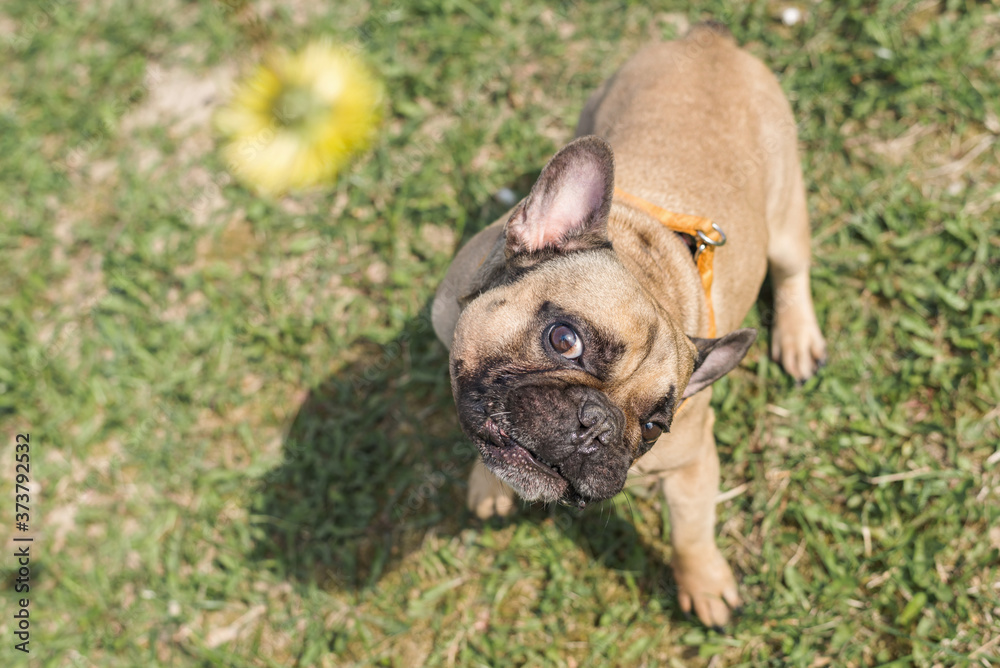 Portrait picture of cute french bulldog playing on meadow.